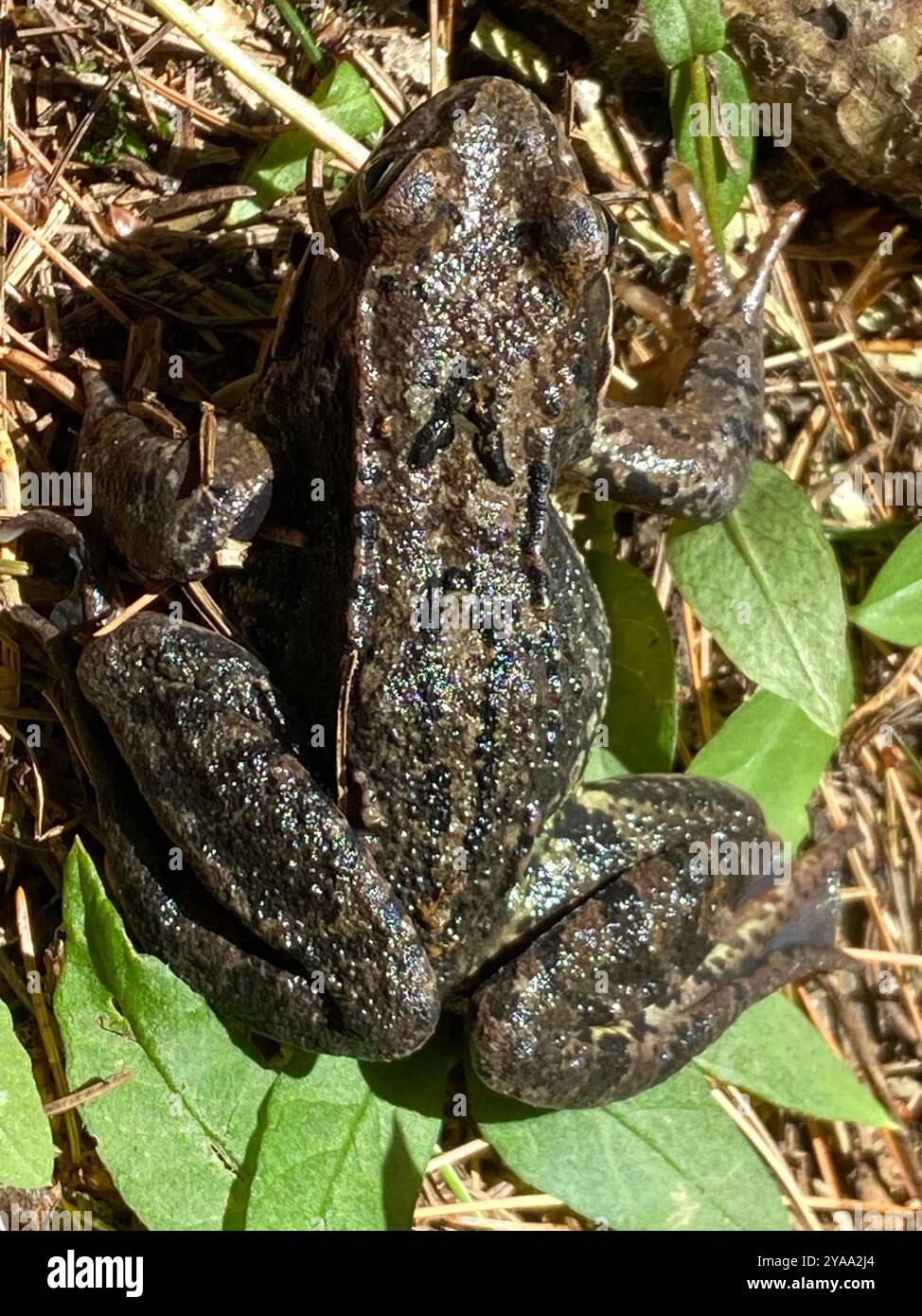 European Common Frog (Rana temporaria) Amphibia Stock Photo - Alamy