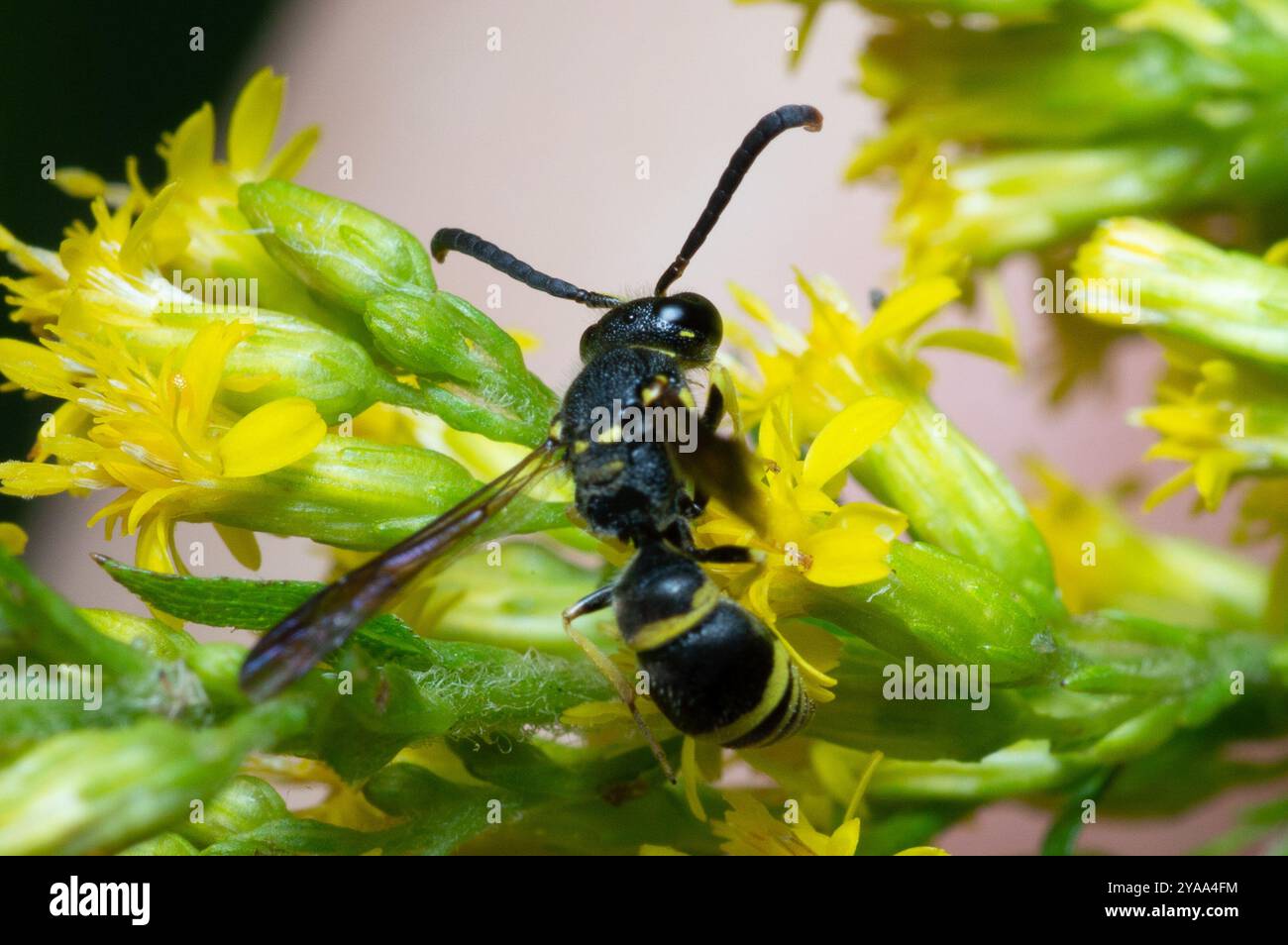Bramble Mason Wasp (Ancistrocerus adiabatus) Insecta Stock Photo - Alamy
