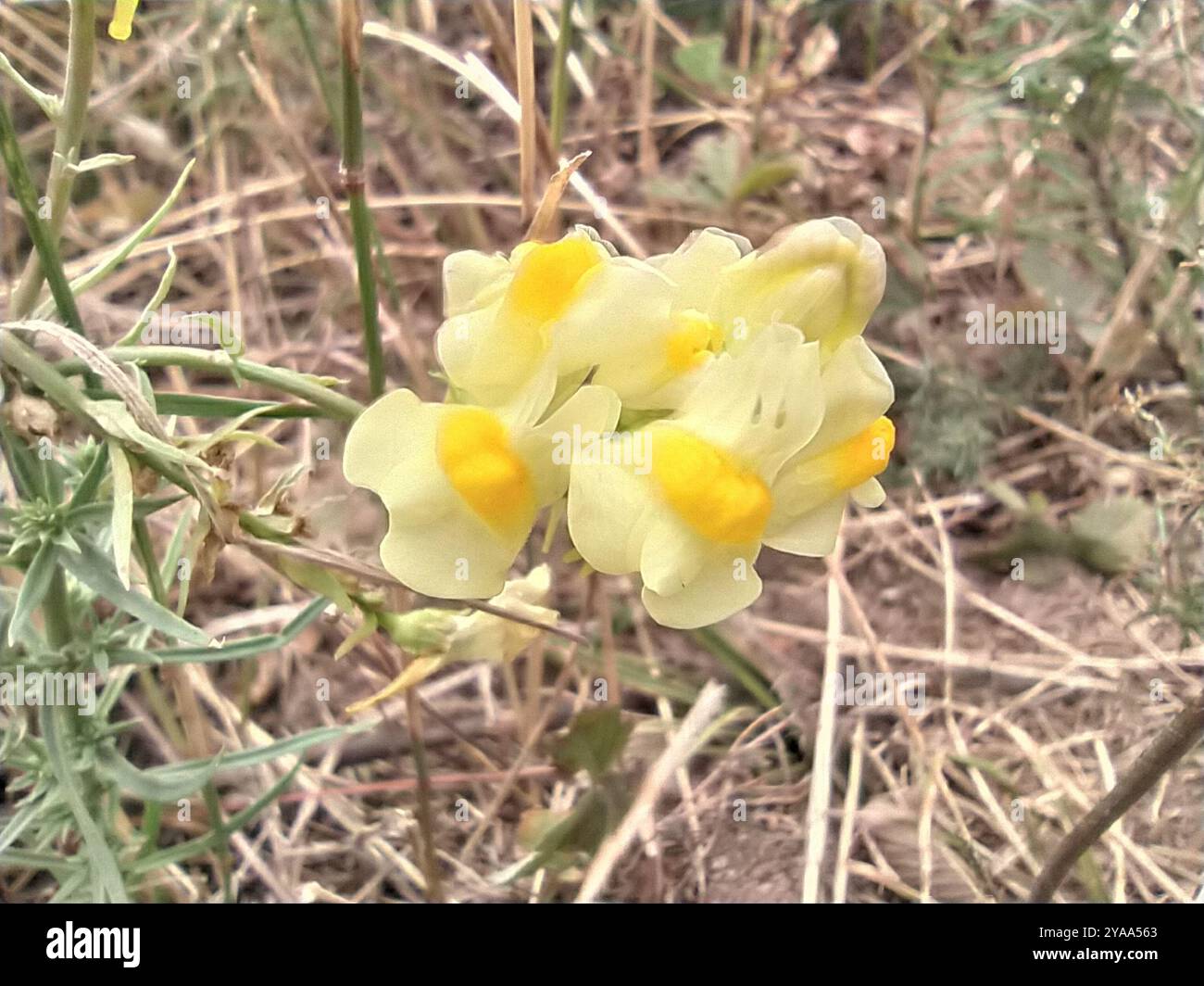Toad Fls common toadflax (Linaria vulgaris) Plantae Stock Photo - Alamy