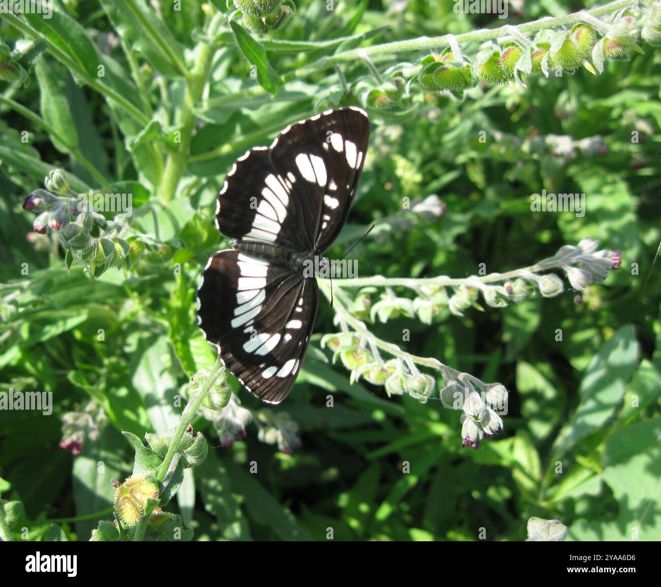 Hungarian Insect Hungarian Glider (Neptis rivularis) Insecta Stock Photo - Alamy
