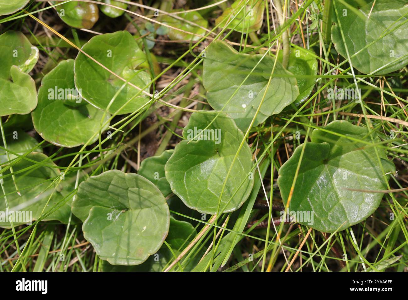 round-leaved wintergreen (Pyrola rotundifolia) Plantae Stock Photo - Alamy