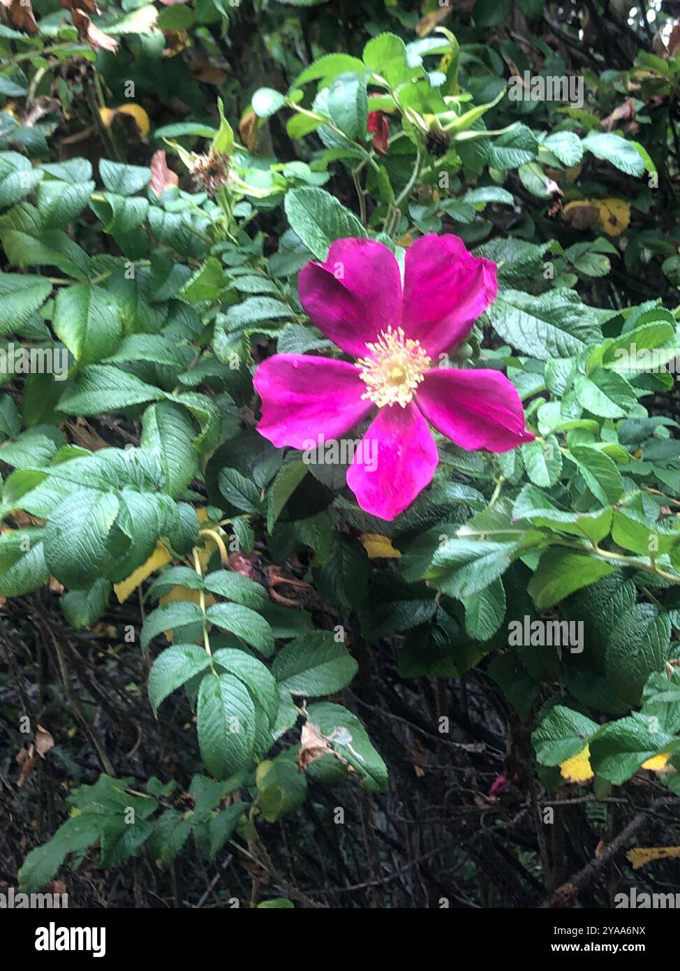 rugosa rose (Rosa rugosa) Plantae Stock Photo - Alamy