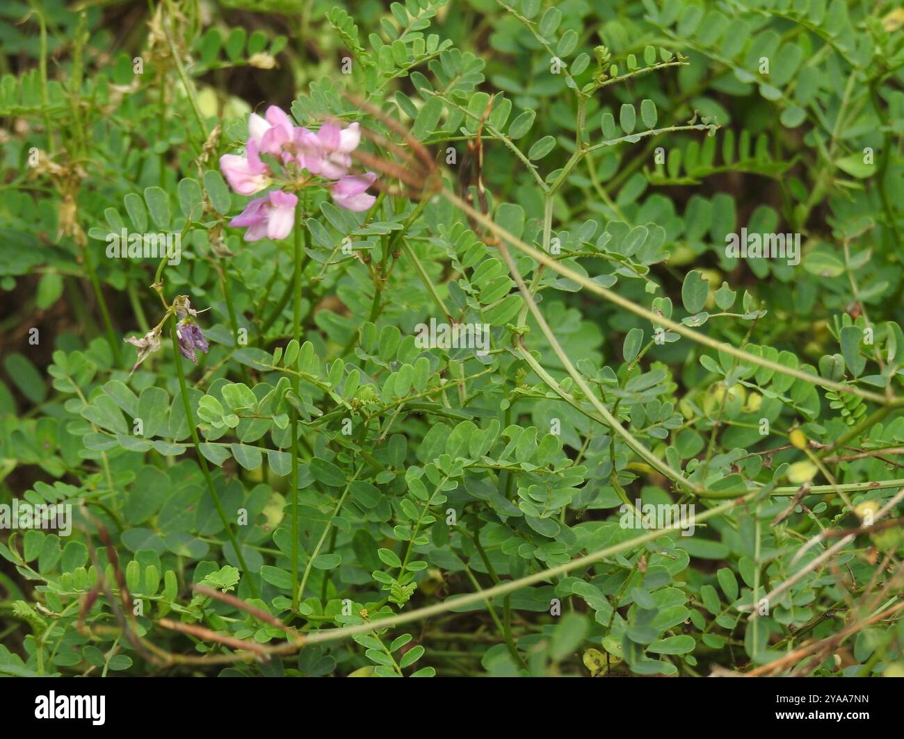 purple crownvetch (Securigera varia) Plantae Stock Photo - Alamy