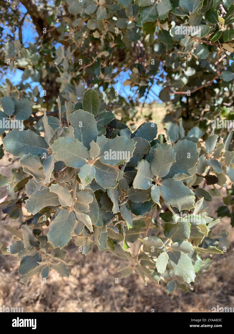 sweet acorn oak (Quercus rotundifolia) Plantae Stock Photo - Alamy