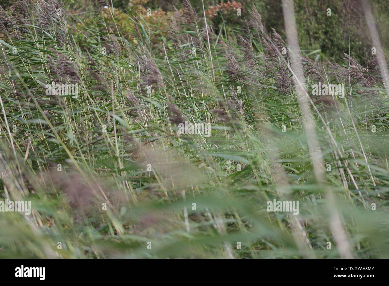 European reed (Phragmites australis australis) Plantae Stock Photo - Alamy