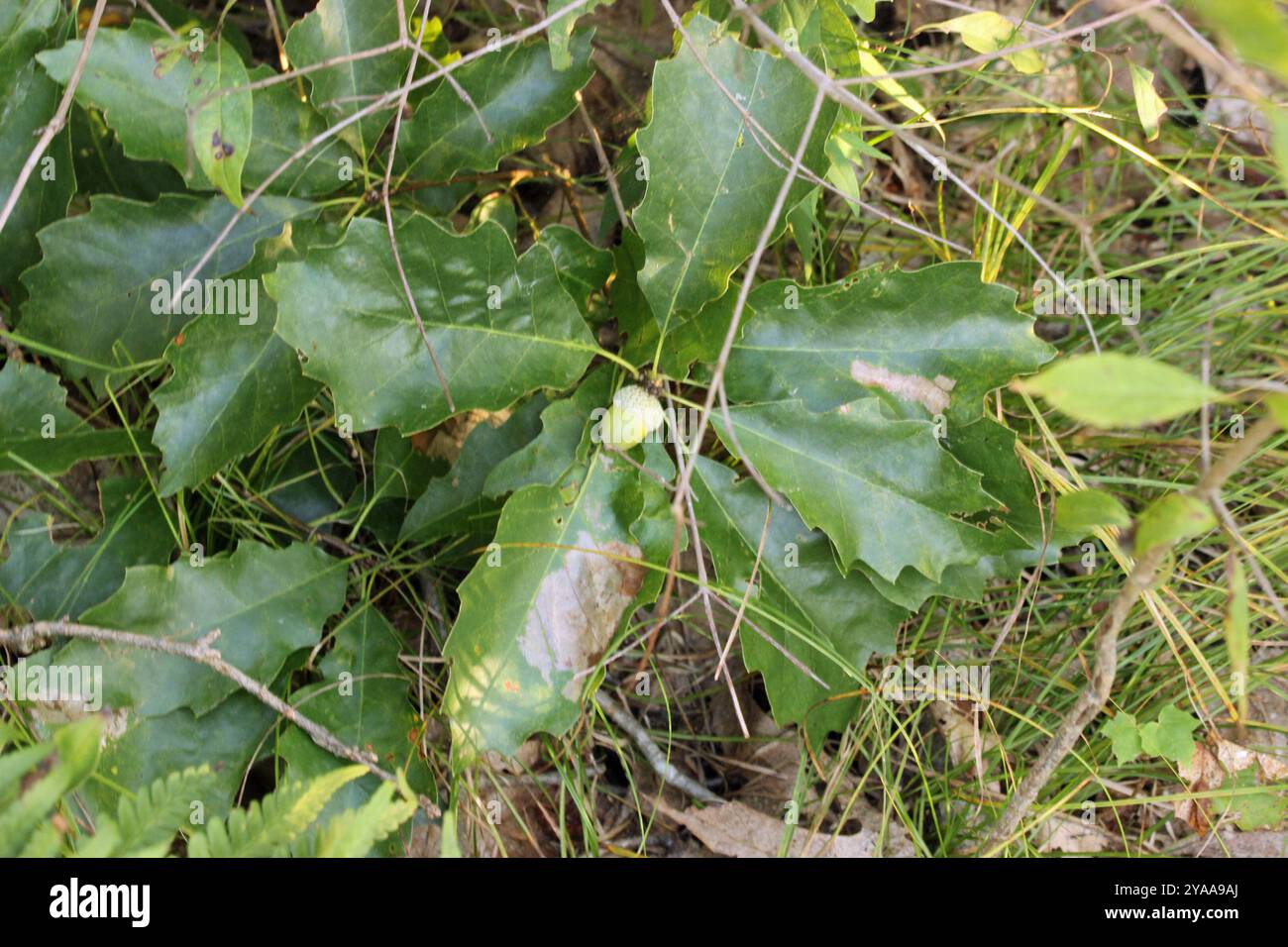 dwarf chinkapin oak (Quercus prinoides) Plantae Stock Photo - Alamy