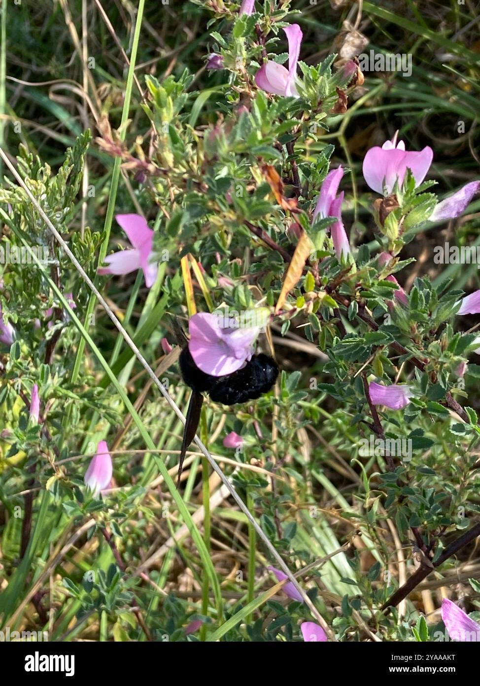 Violet Insect Violet Carpenter Bee (Xylocopa violacea) Insecta Stock Photo - Alamy