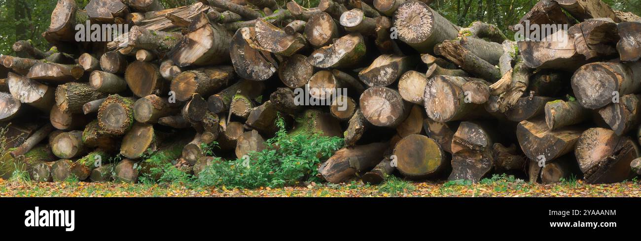 Pile felled tree logs hi-res stock photography and images - Alamy