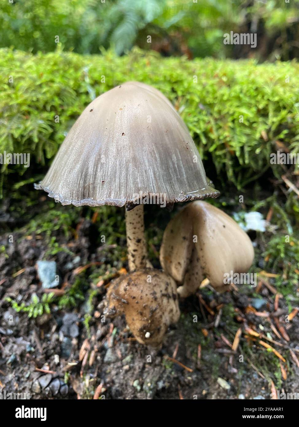 Common Ink Cap (Coprinopsis atramentaria) Fungi Stock Photo - Alamy