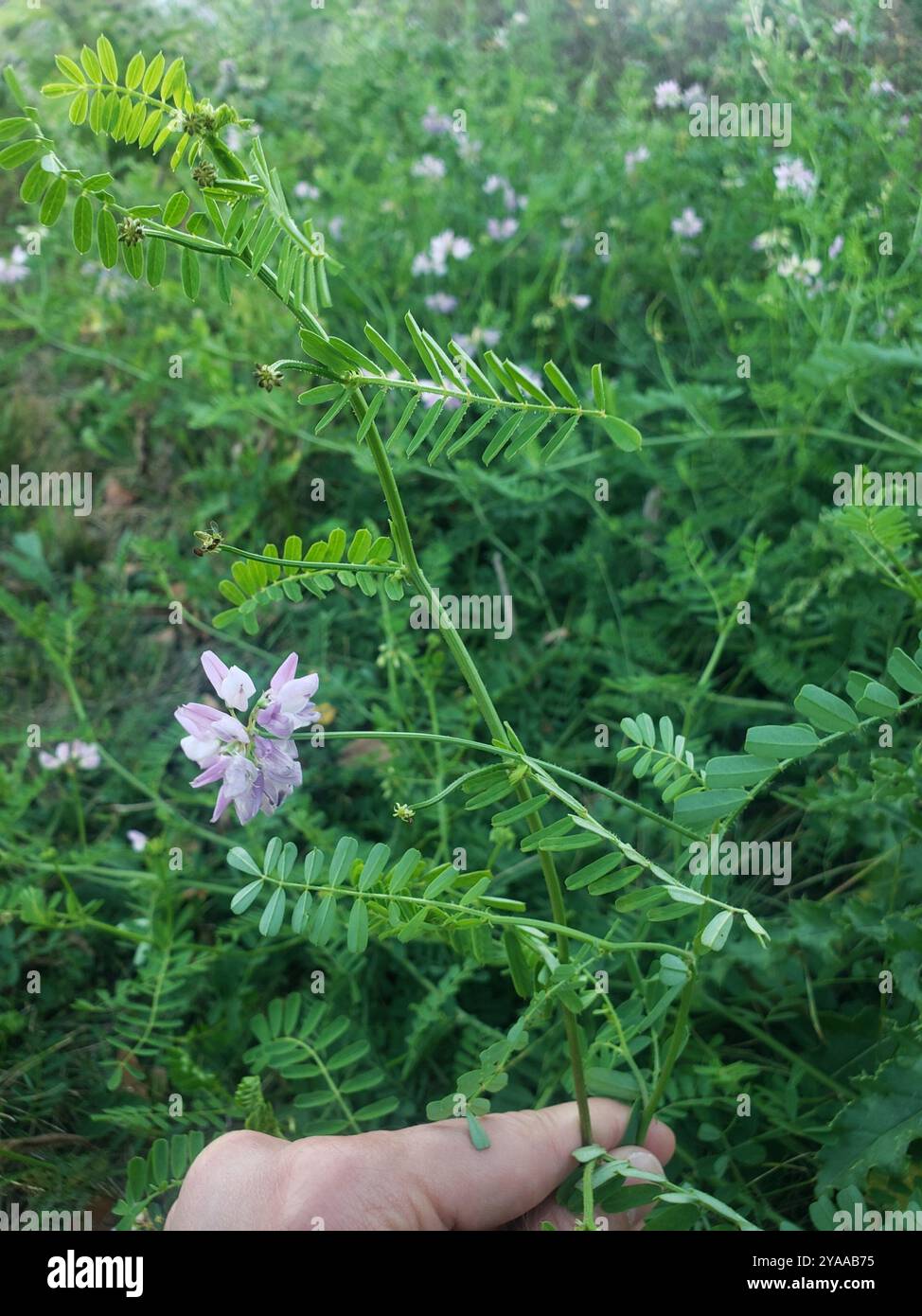 purple crownvetch (Securigera varia) Plantae Stock Photo - Alamy