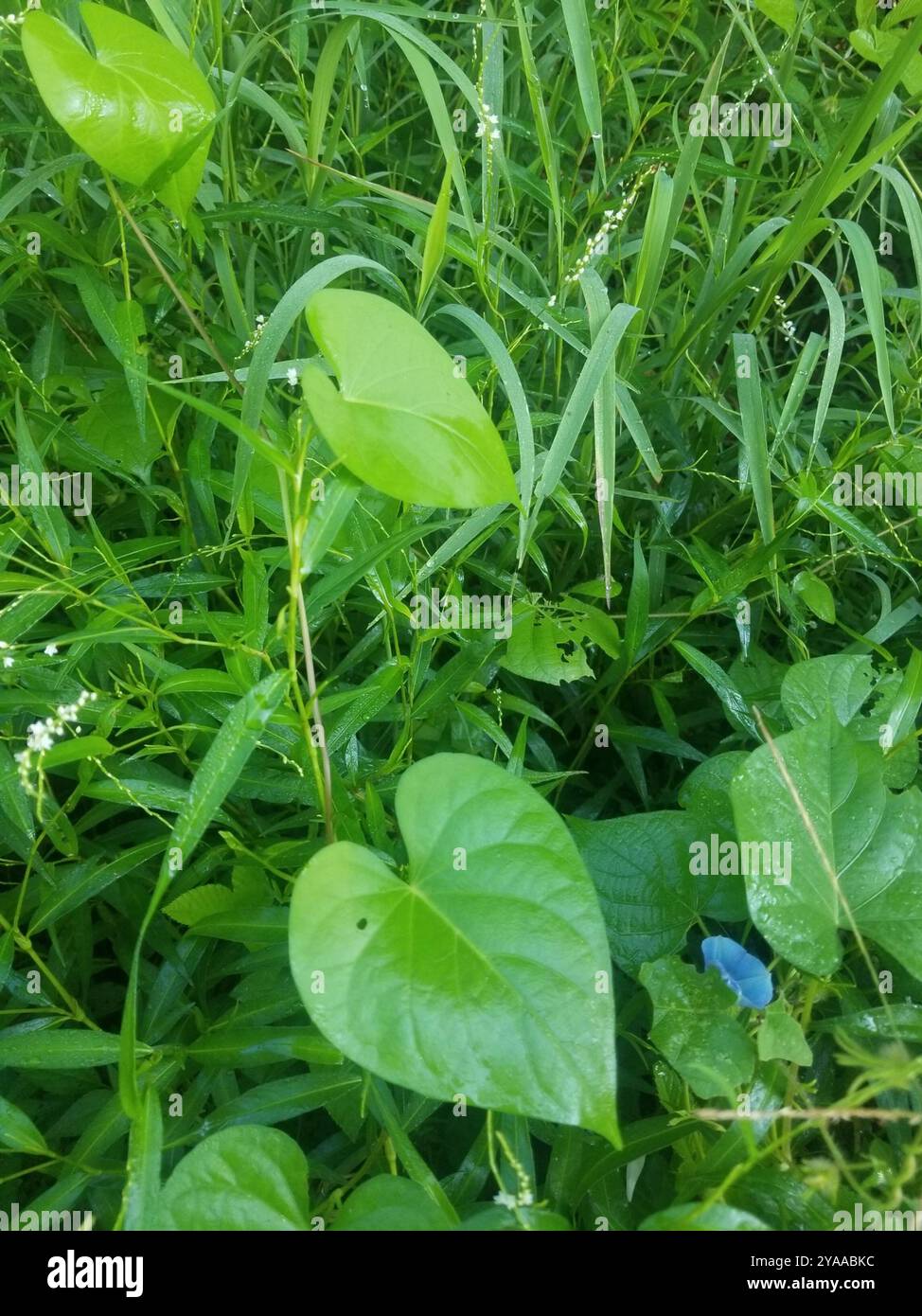 Semi Foglia Intera Morning Glory Ipomoea Hederacea Var Integriuscula - 8 Semi - 2