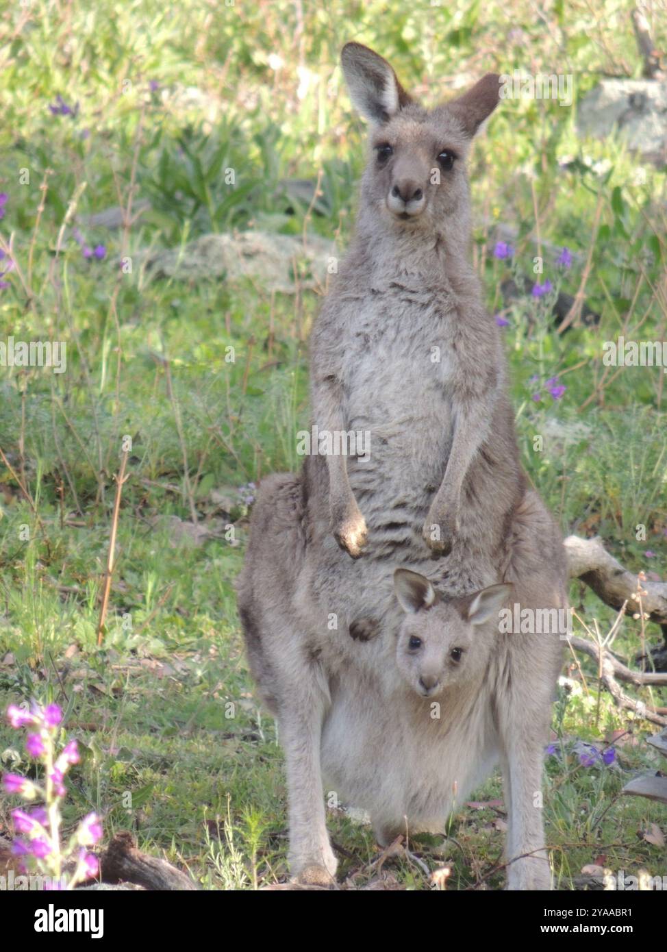 Kangaroop Eastern Grey Kangaroo (Macropus giganteus) Mammalia Stock Photo - Alamy
