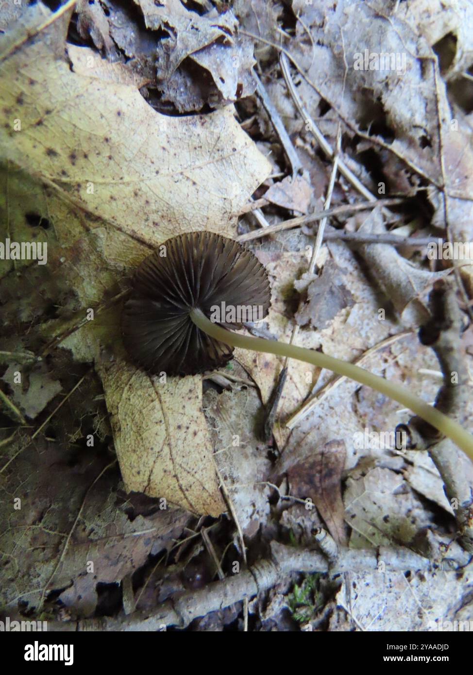 Beech Rooter Beech Rooter (Oudemansiella furfuracea) Fungi Stock Photo - Alamy