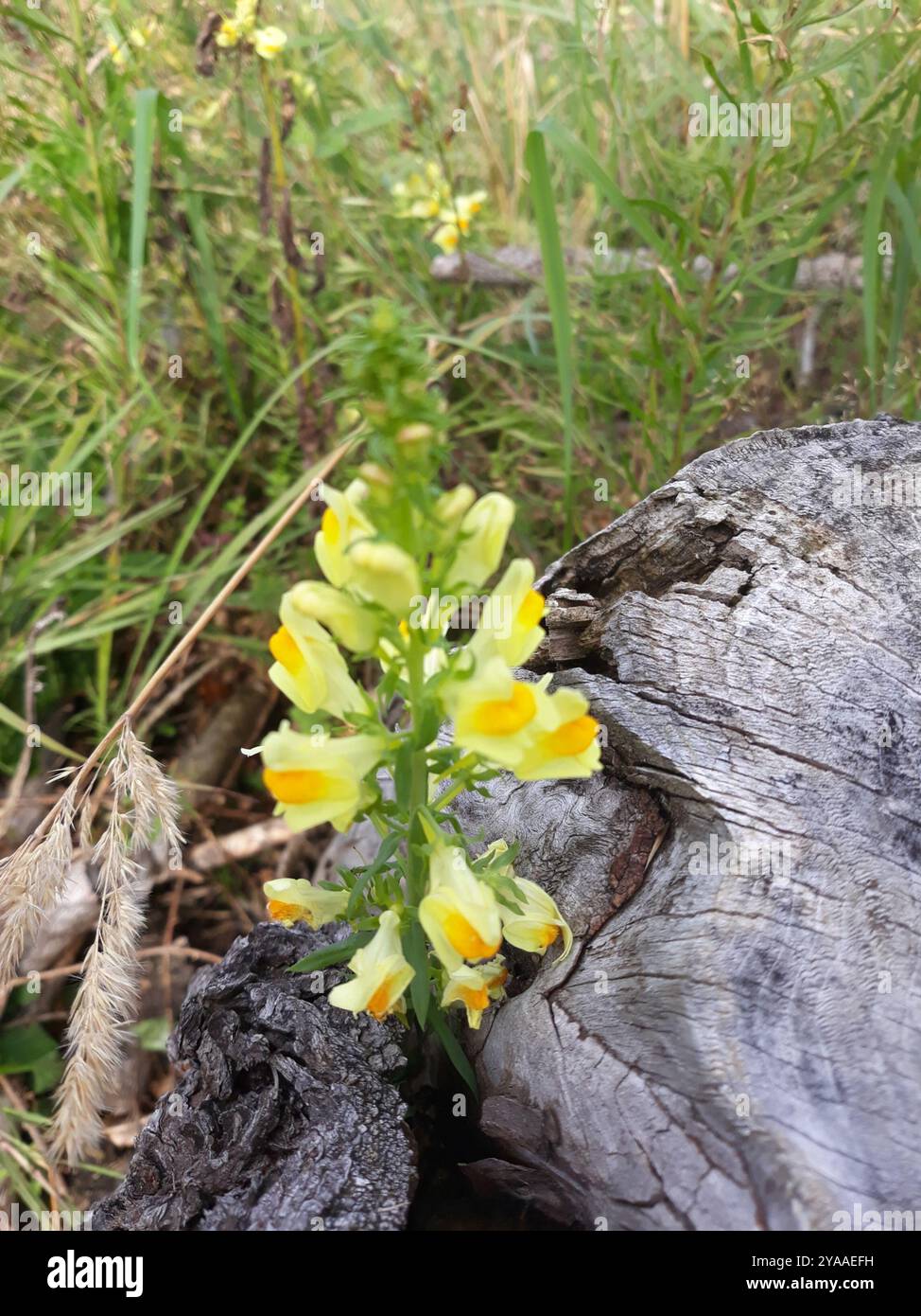 Toad Fls common toadflax (Linaria vulgaris) Plantae Stock Photo - Alamy