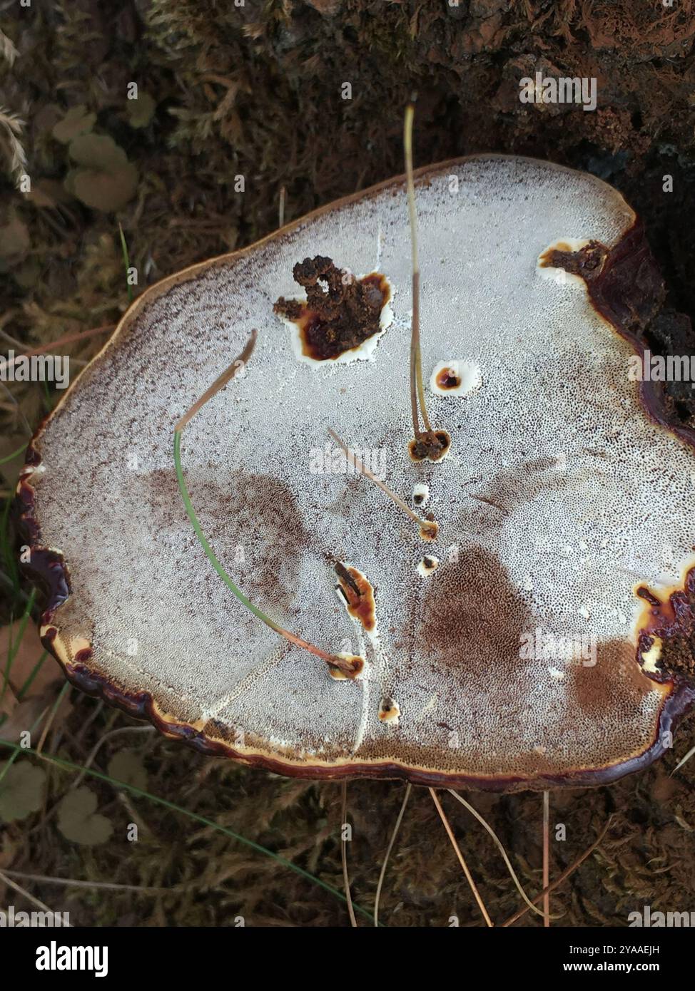 artist's bracket (Ganoderma applanatum) Fungi Stock Photo - Alamy