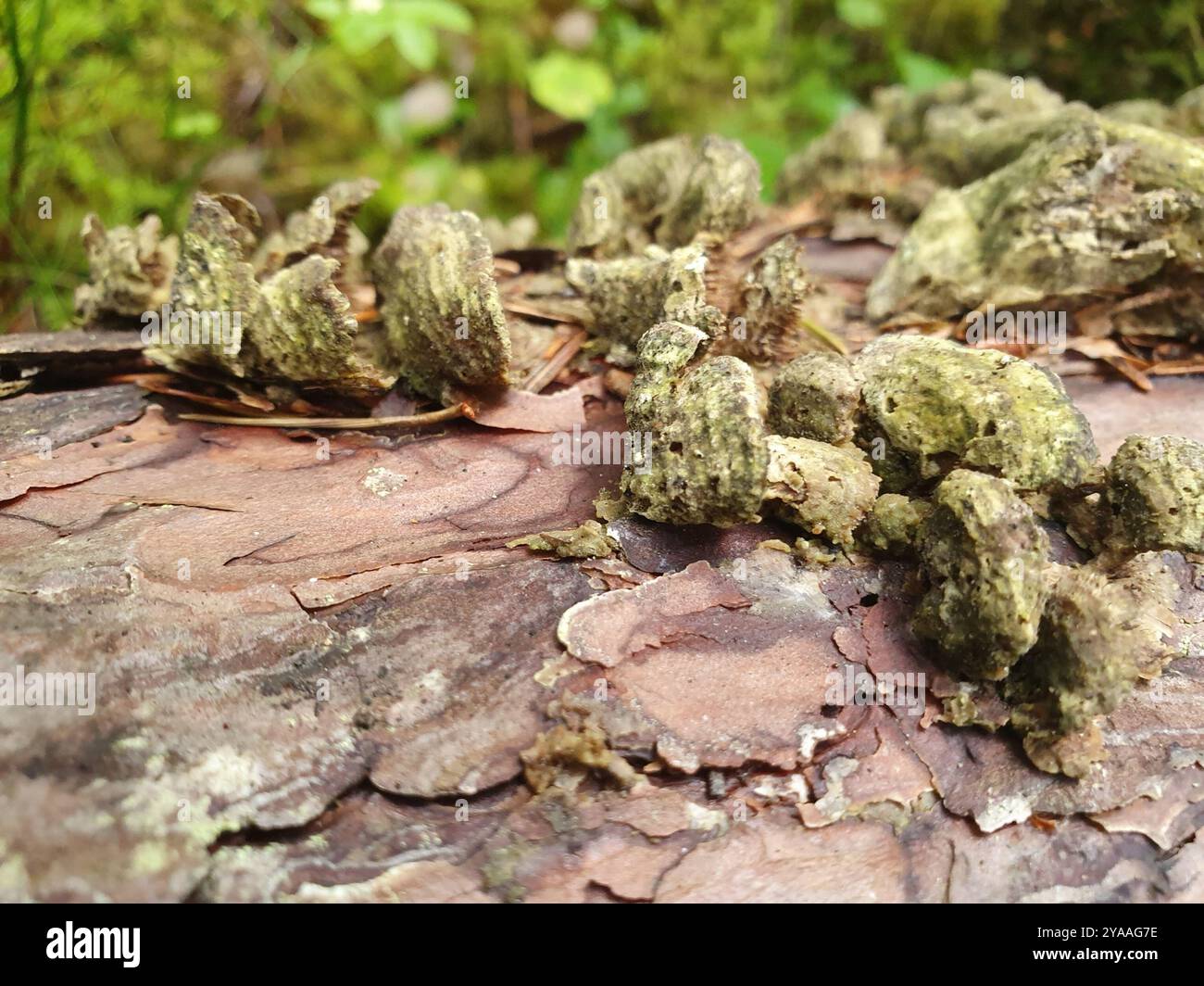 Brown Purplepore Bracket (Trichaptum fuscoviolaceum) Fungi Stock
