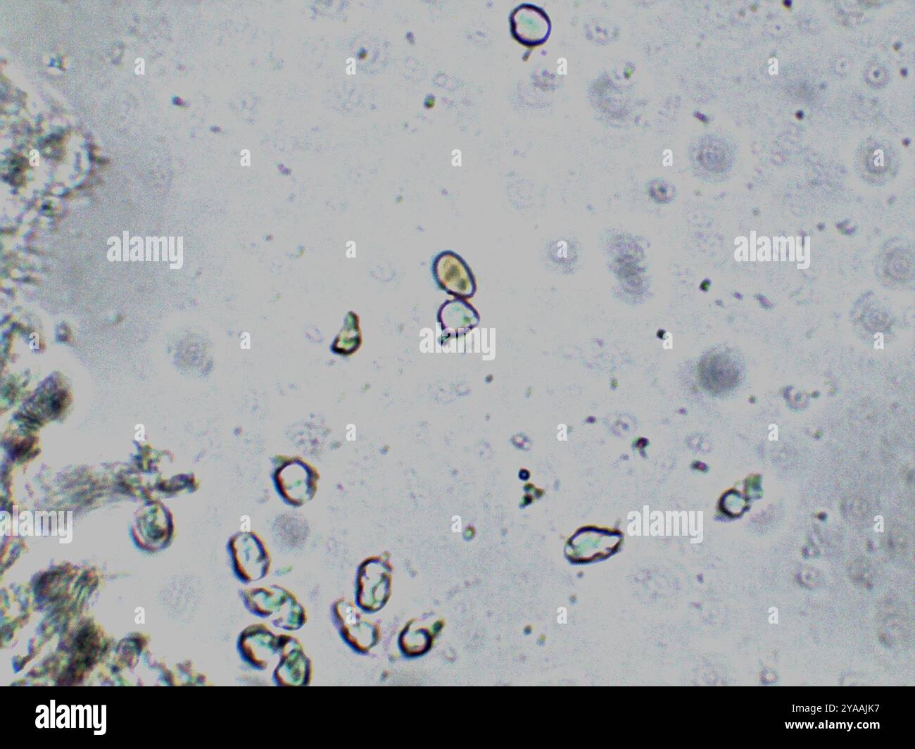 Snapping Bonnet Snapping mycena hi-res stock photography and images - Alamy