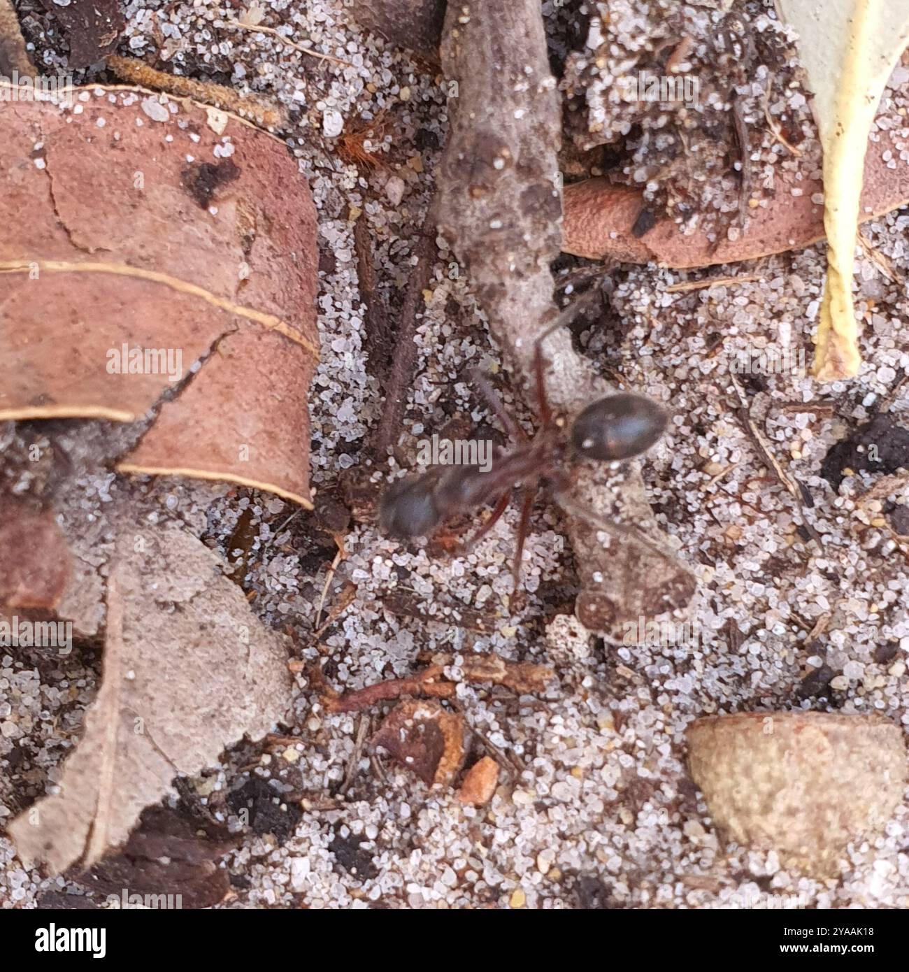 Giant Sugar Ant (Camponotus intrepidus) Insecta Stock Photo - Alamy