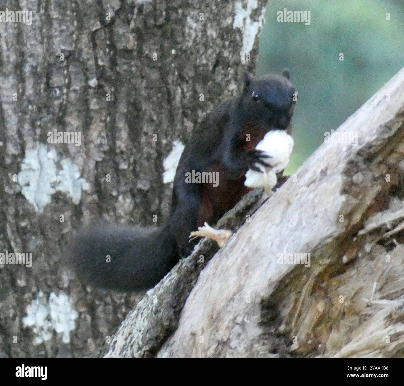 Prevost's Squirrel (Callosciurus prevostii) Mammalia Stock Photo - Alamy