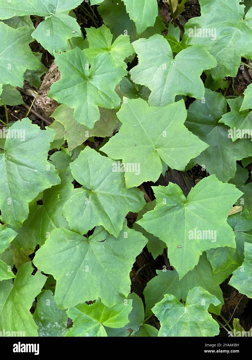 Hydrophyllum canadense hi-res stock photography and images - Alamy