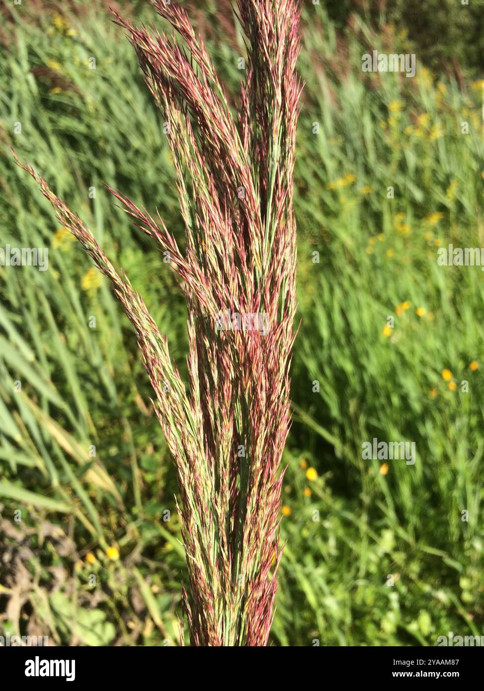 European reed (Phragmites australis australis) Plantae Stock Photo - Alamy