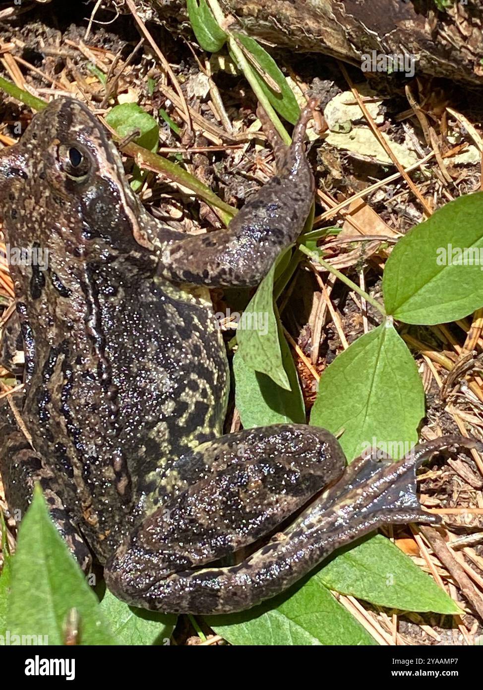 European Common Frog (Rana temporaria) Amphibia Stock Photo - Alamy