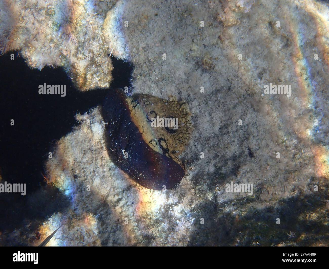 Spotted seahare aplysia dactylomela hi-res stock photography and images ...