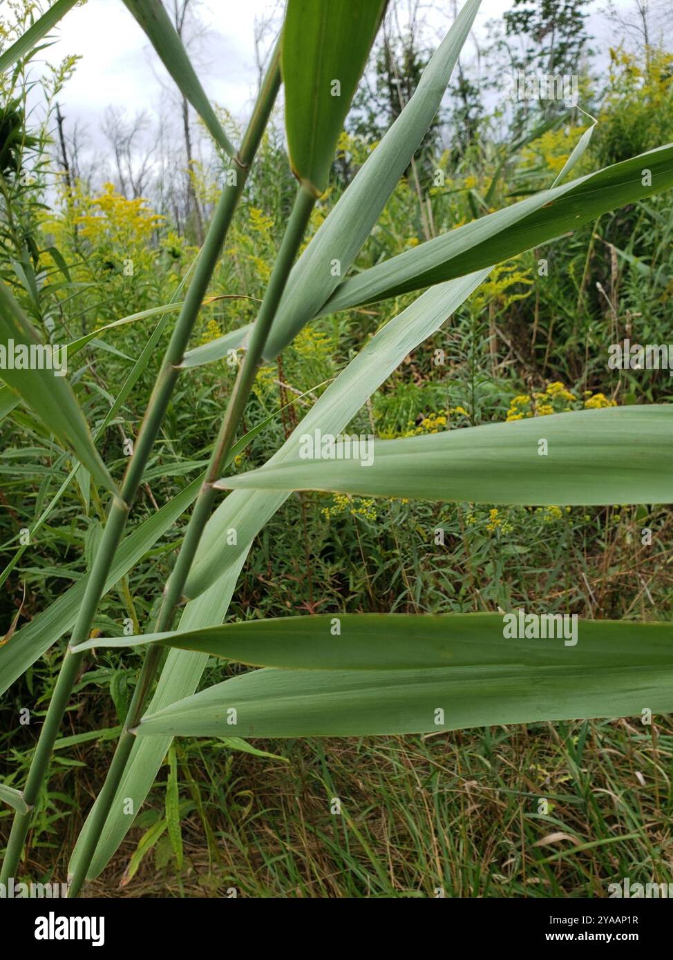 European reed (Phragmites australis australis) Plantae Stock Photo - Alamy