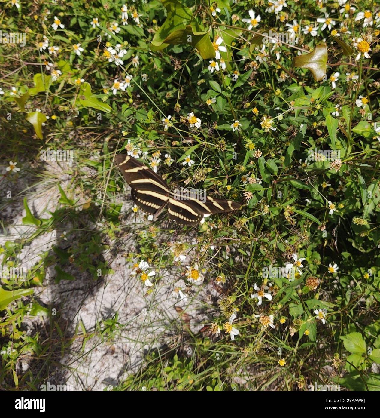 Zebra Longwing (Heliconius charithonia) Insecta Stock Photo - Alamy