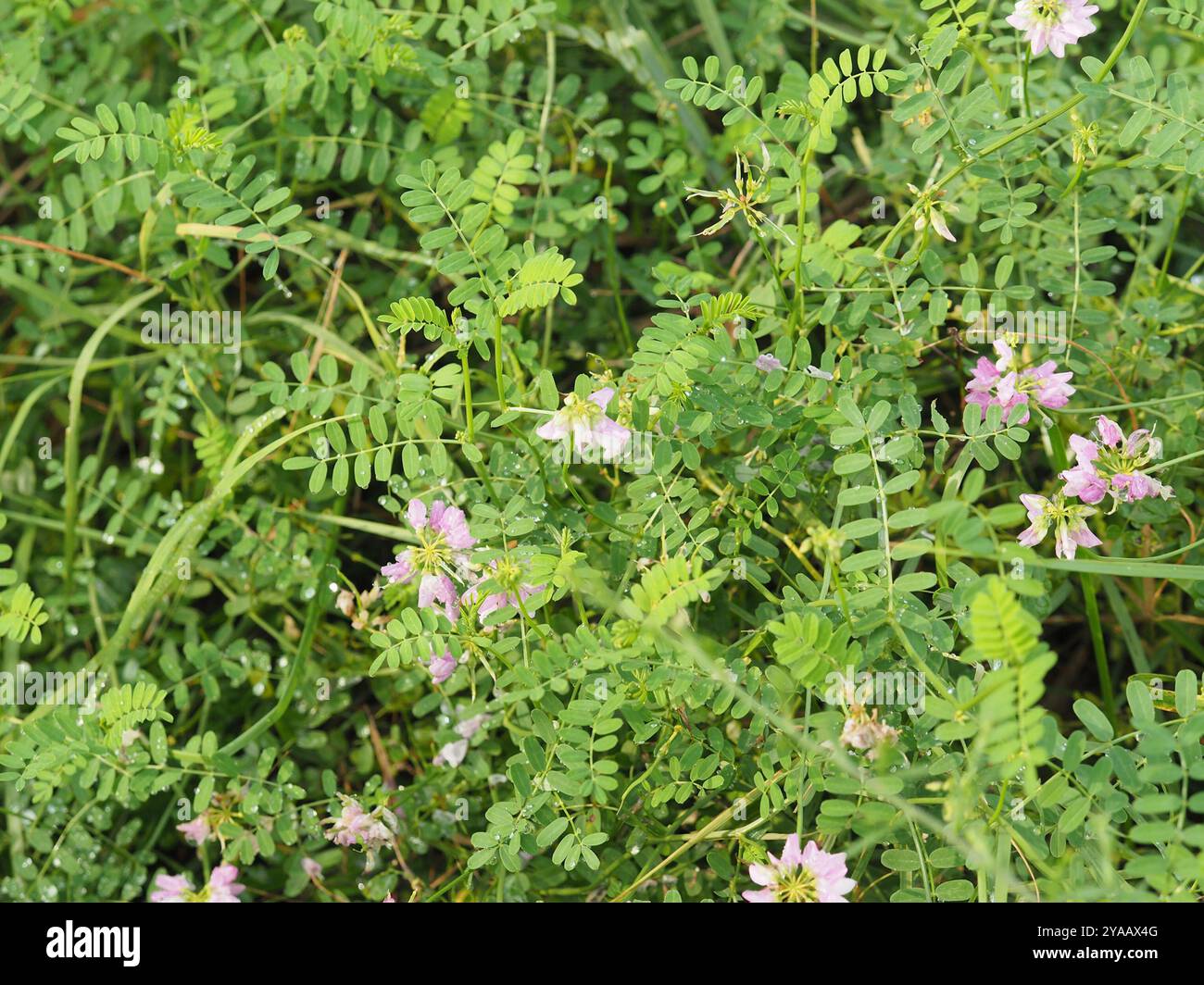 purple crownvetch (Securigera varia) Plantae Stock Photo - Alamy