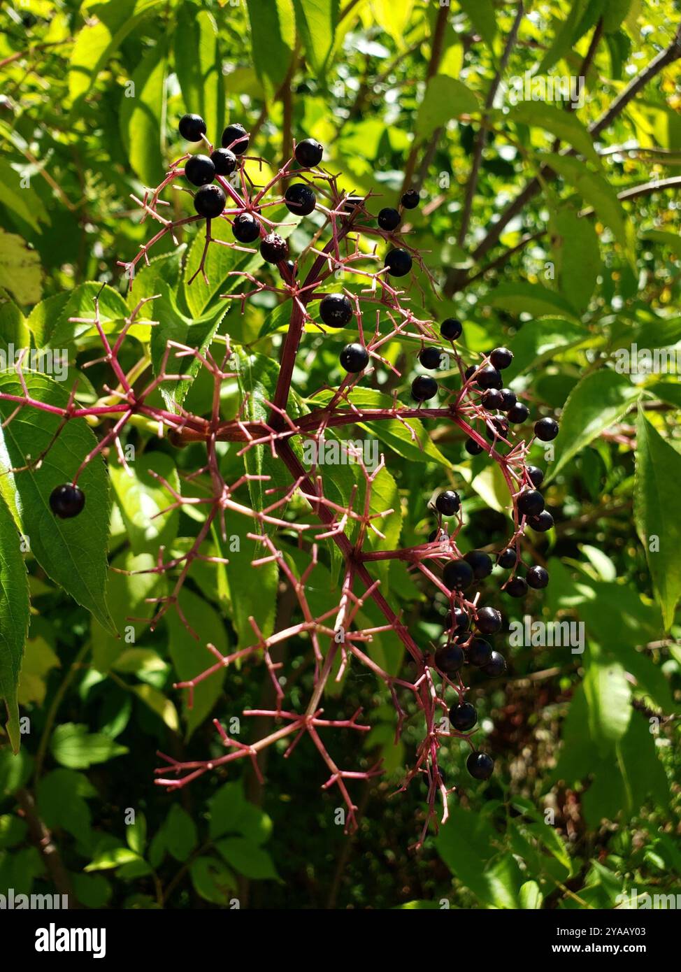 thumbnail image 2 of American Black Elderberry Seeds – Sambucus Canadensis, 200 Seeds, Wildcraft, USA Grown 2 of 5