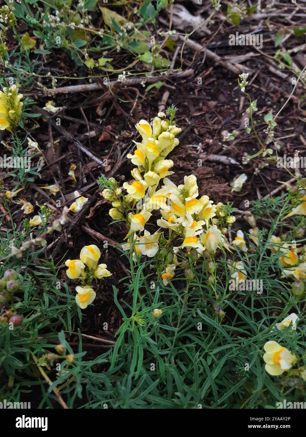 Toad Fls common toadflax (Linaria vulgaris) Plantae Stock Photo - Alamy