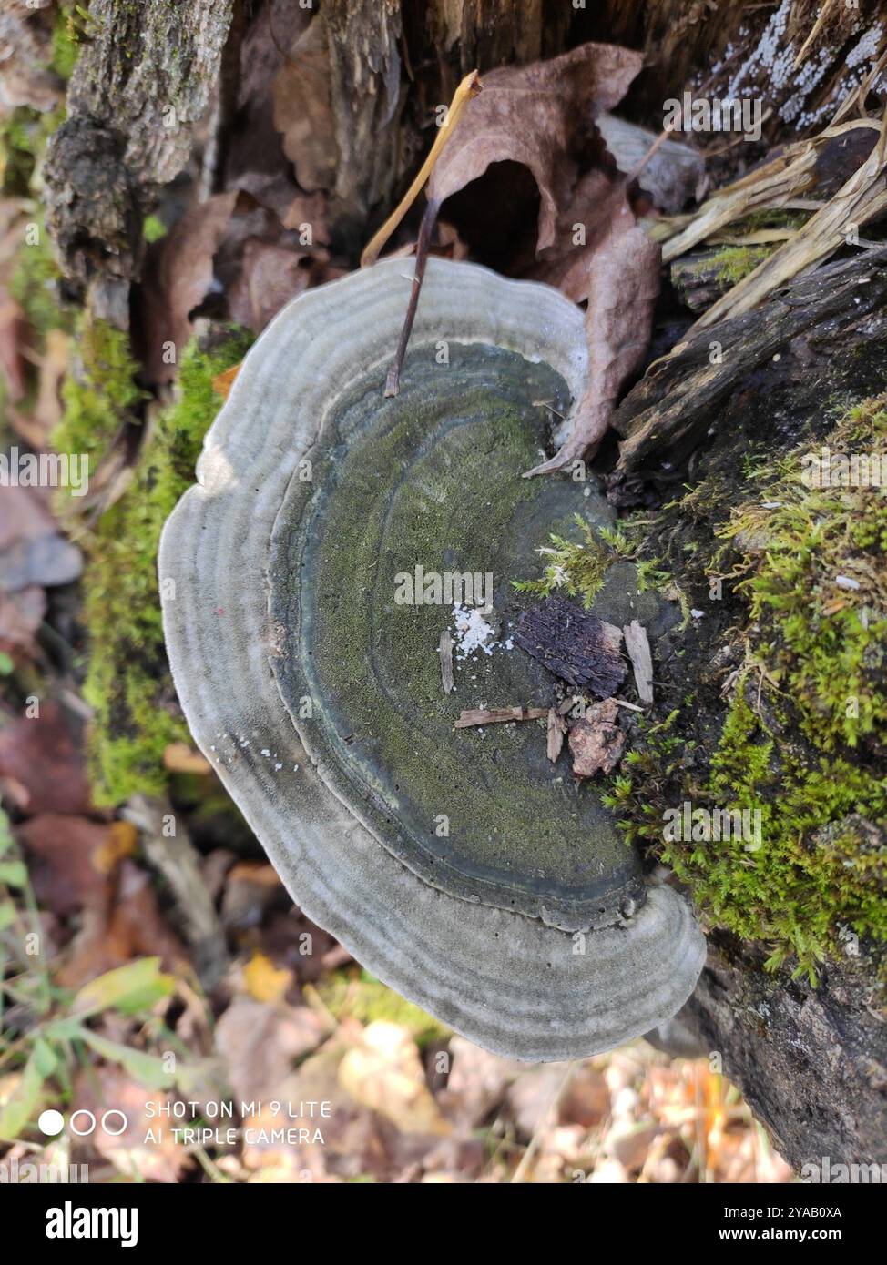 artist's bracket (Ganoderma applanatum) Fungi Stock Photo - Alamy
