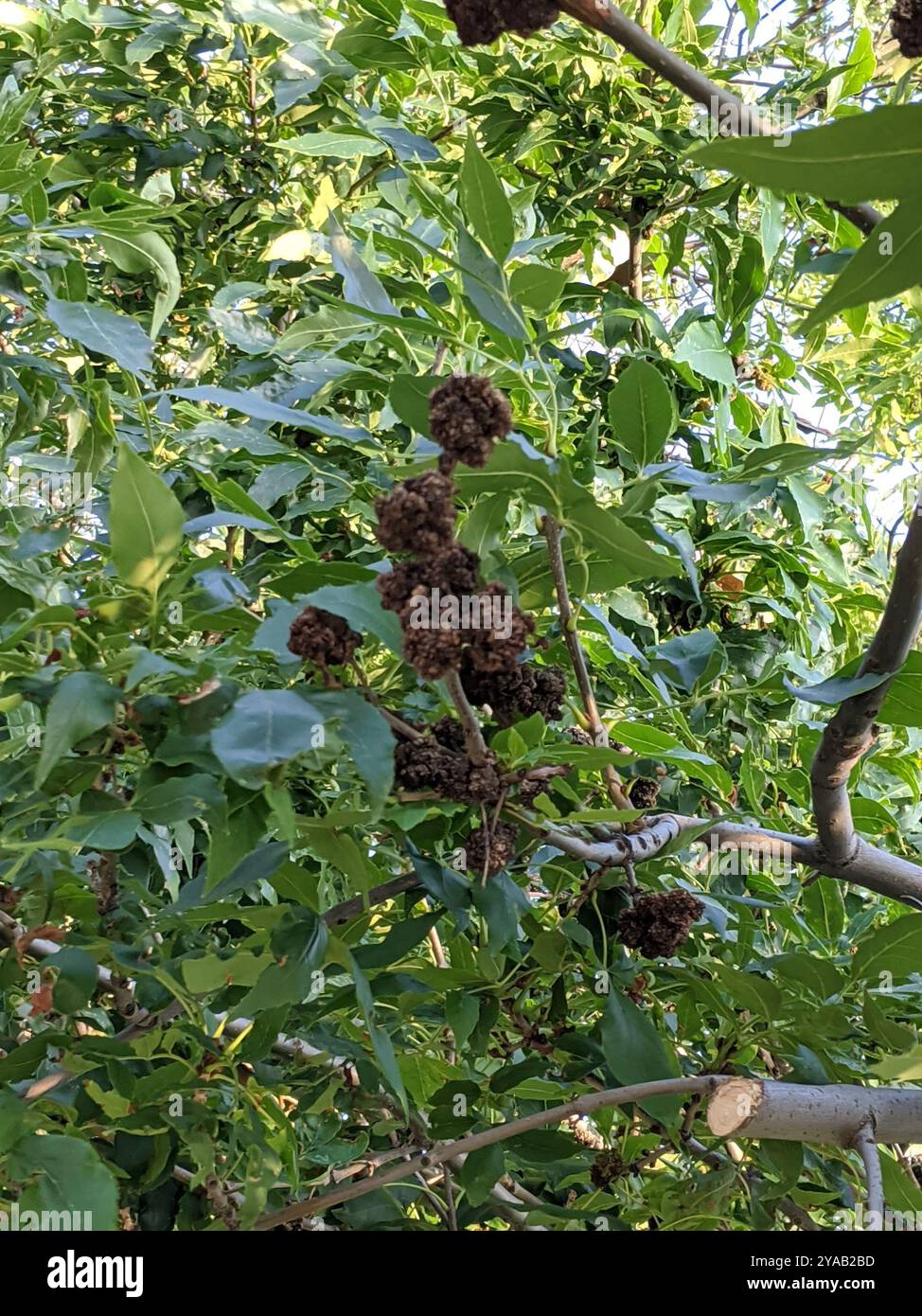 Ash Flower Gall Mite (Aceria fraxiniflora) Arachnida Stock Photo - Alamy