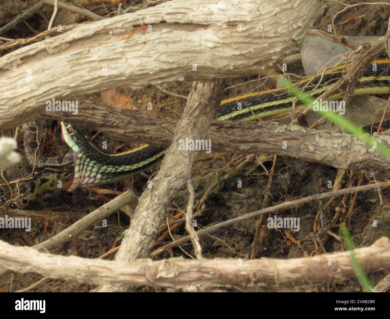 Western Ribbon Snake (Thamnophis proximus) Reptilia Stock Photo - Alamy