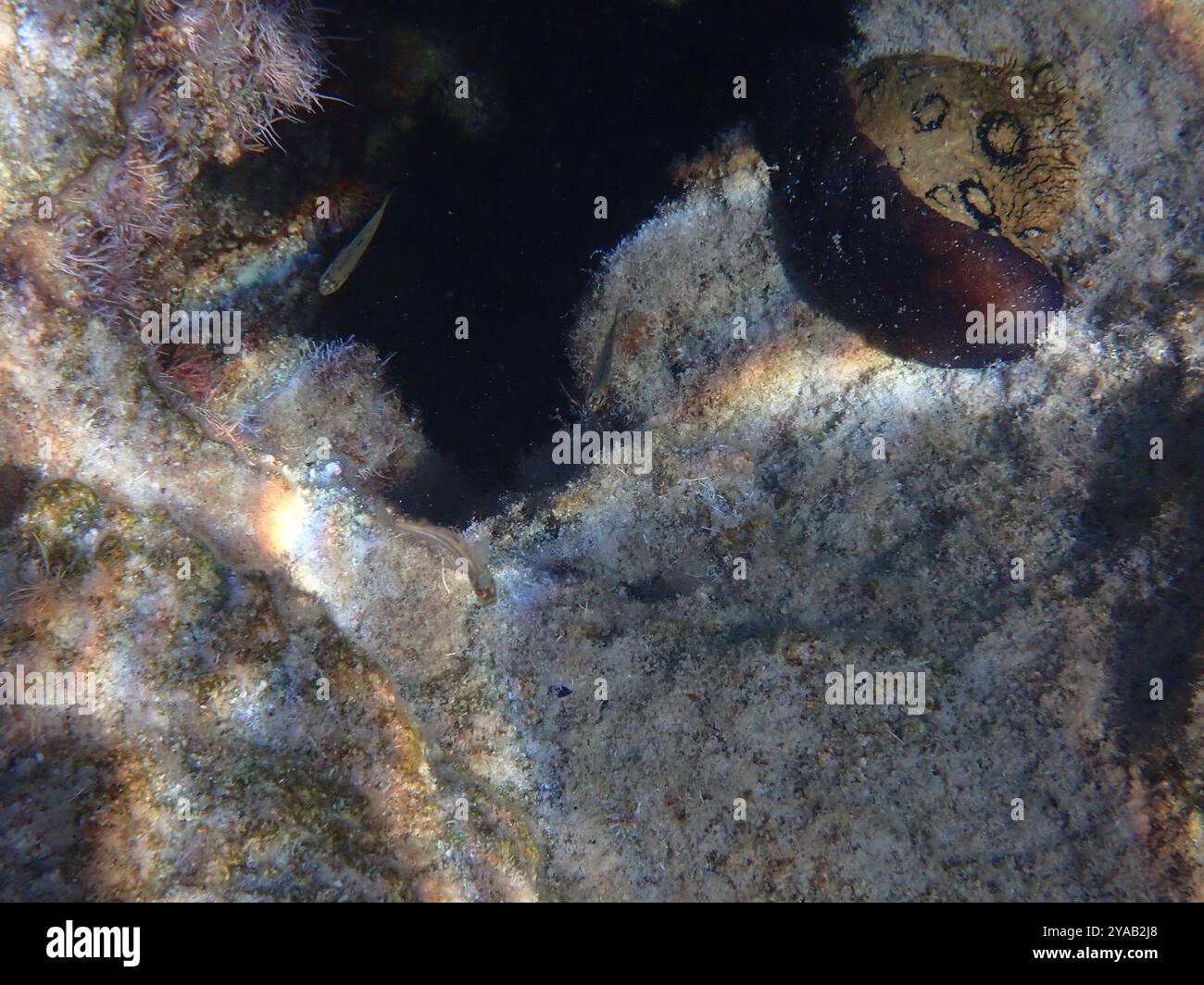 Spotted seahare aplysia dactylomela hi-res stock photography and images ...