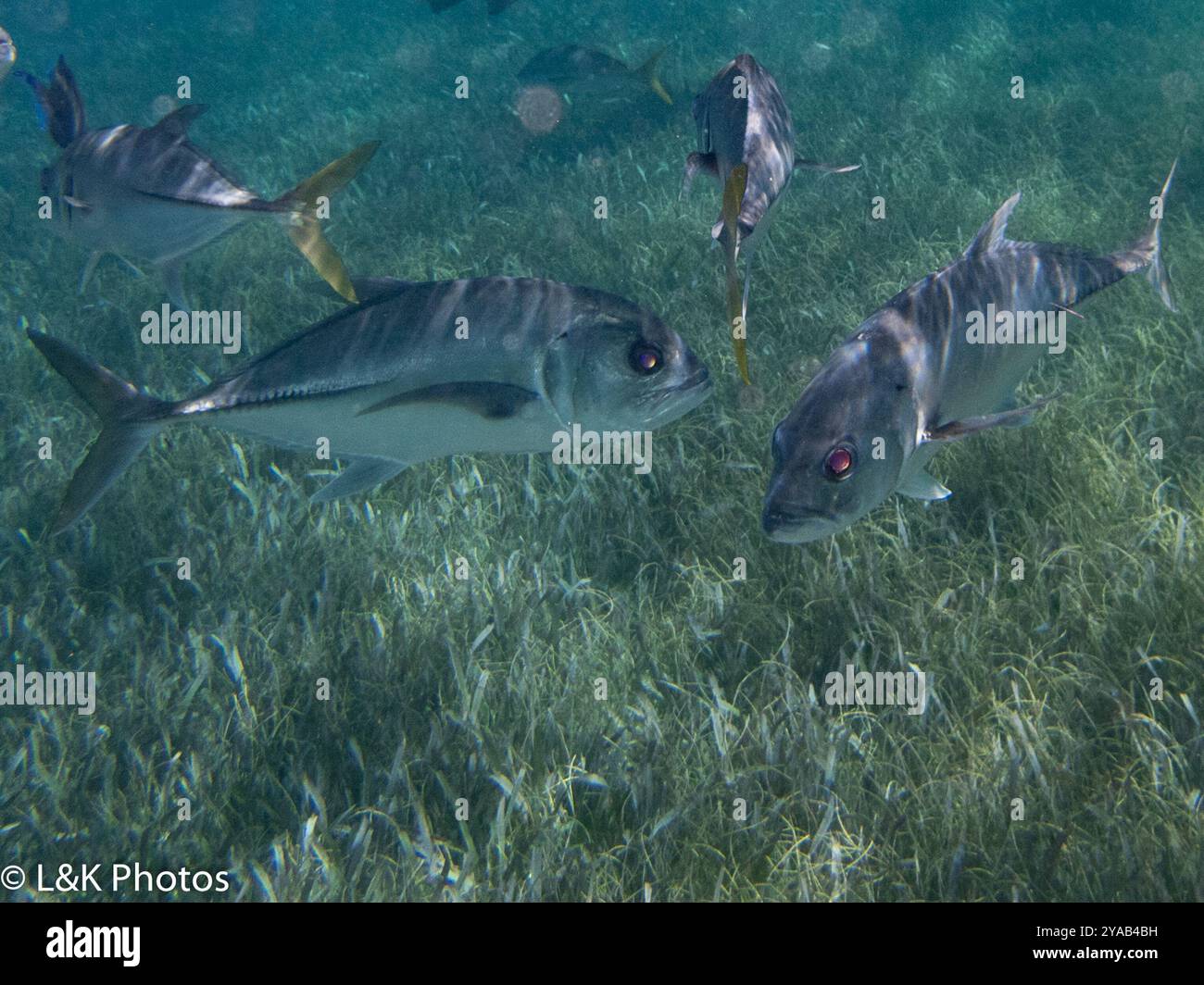 Horse-eye Jack (Caranx latus) Actinopterygii Stock Photo - Alamy