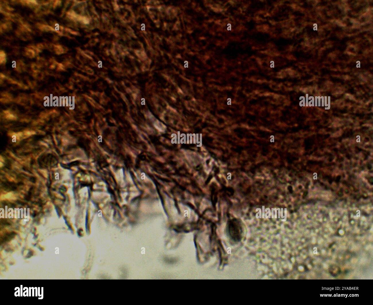 Snapping Bonnet Mycena vitilis hi-res stock photography and images - Alamy