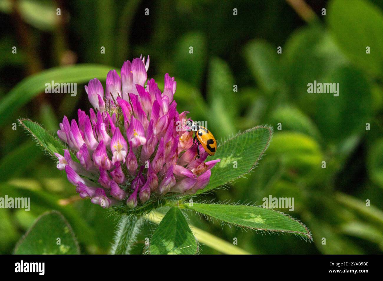 Parenthesis Lady Beetle (Hippodamia parenthesis) Insecta Stock Photo ...