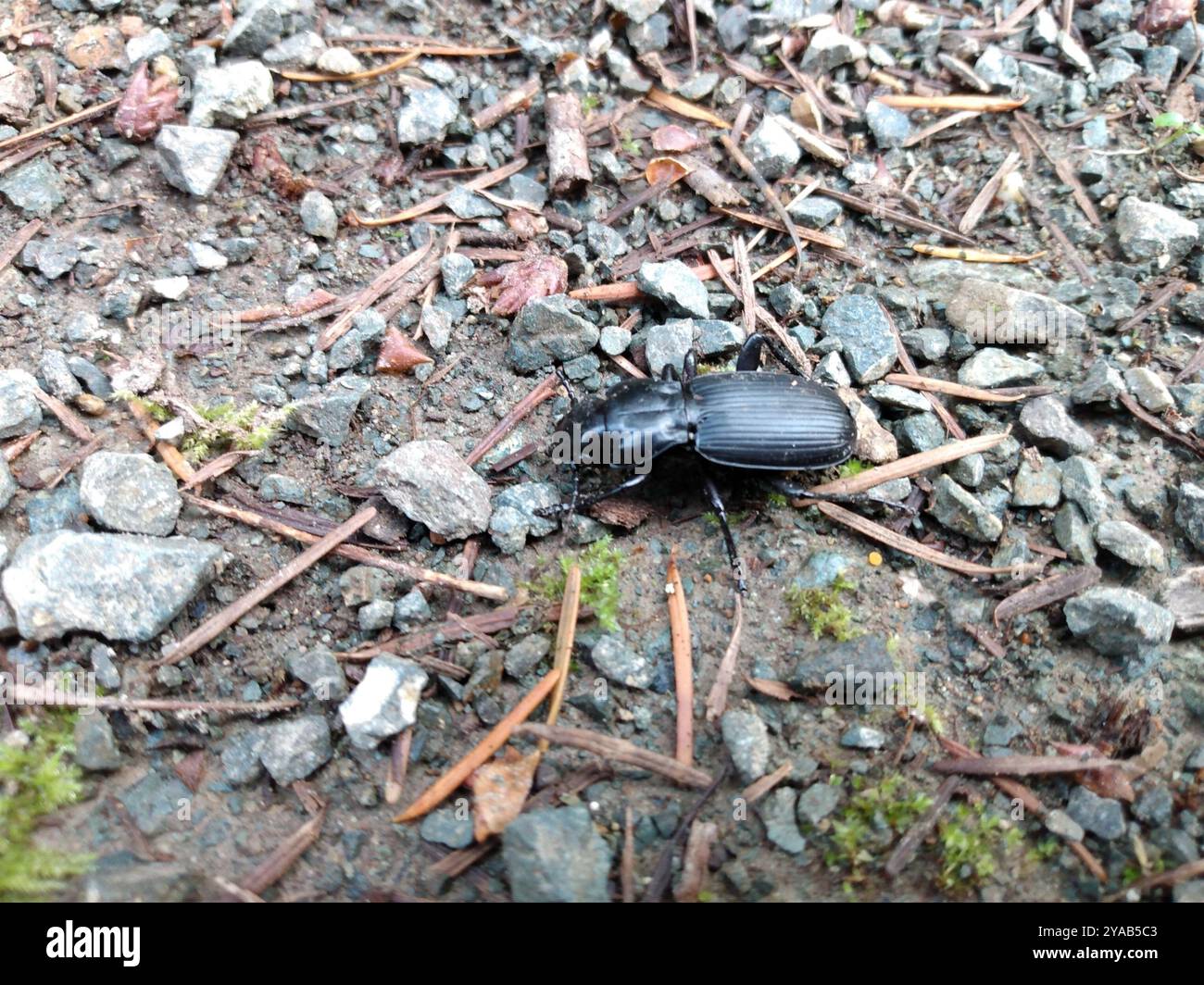 Clock Insect Blackclock Ground Beetles (Pterostichus) Insecta Stock Photo - Alamy