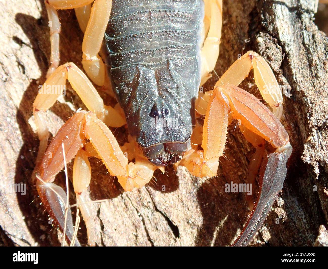 (Jaguajir agamemnon) Arachnida Stock Photo - Alamy