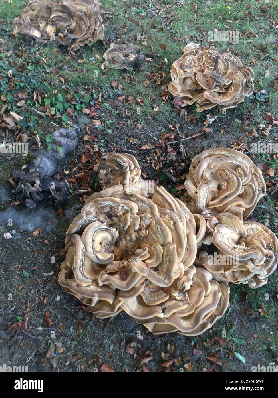 Giant Polycore Giant Polypore (Meripilus giganteus) Fungi Stock Photo - Alamy