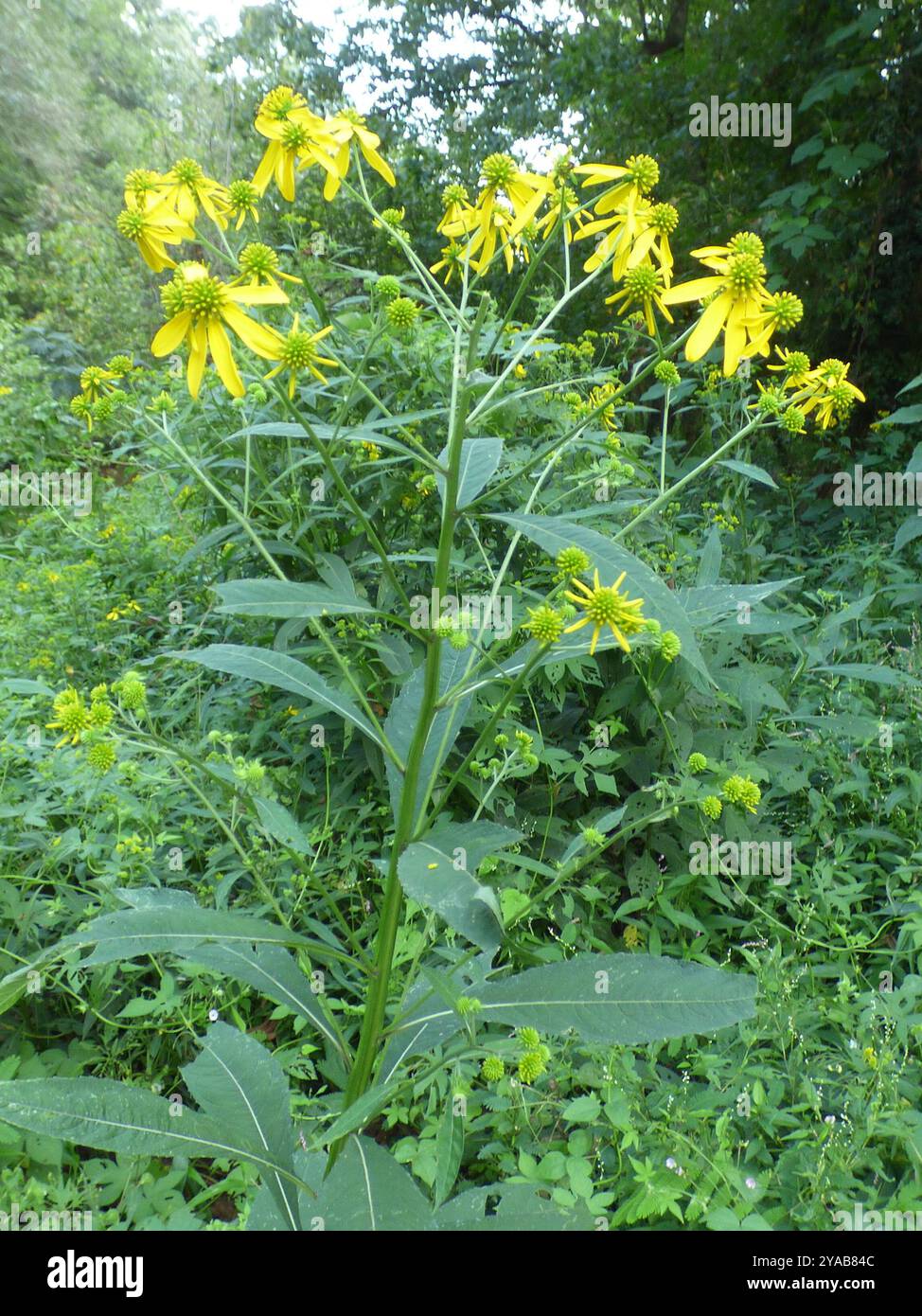 White Wingstem Wingstem (Verbesina alternifolia) Plantae Stock Photo - Alamy