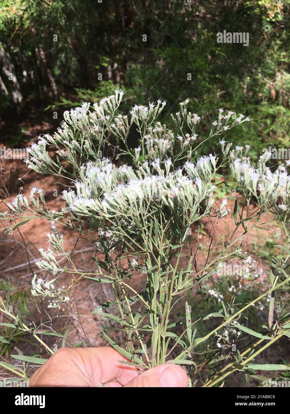 Torrey s Eupatorium Eupatorium Torreyanum Plantae Stock Photo Alamy torrey-s-eupatorium-eupatorium-torreyanum-plantae-stock-photo-alamy