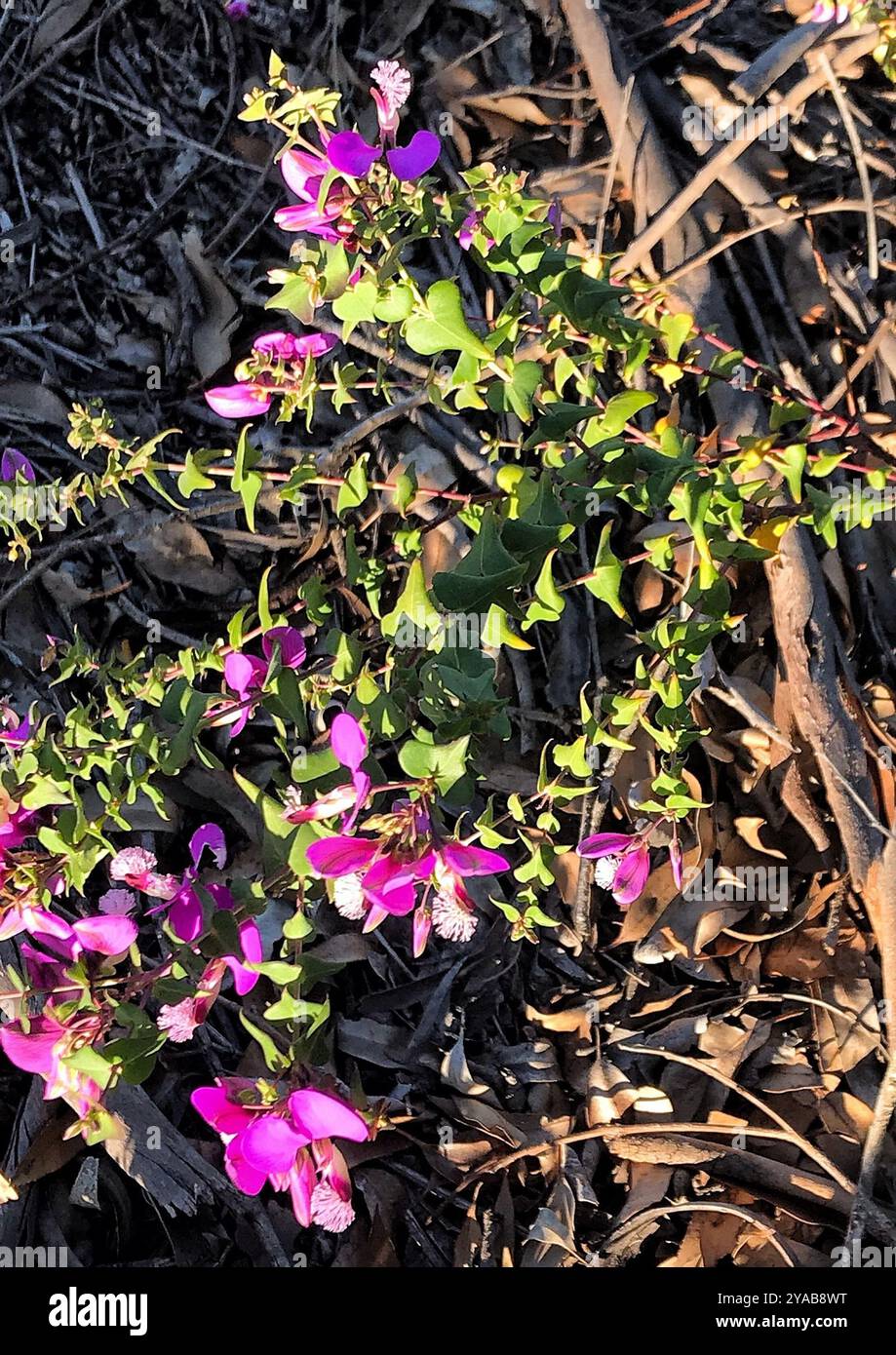 Heartleaf Falsepea (Polygala fruticosa) Plantae Stock Photo - Alamy