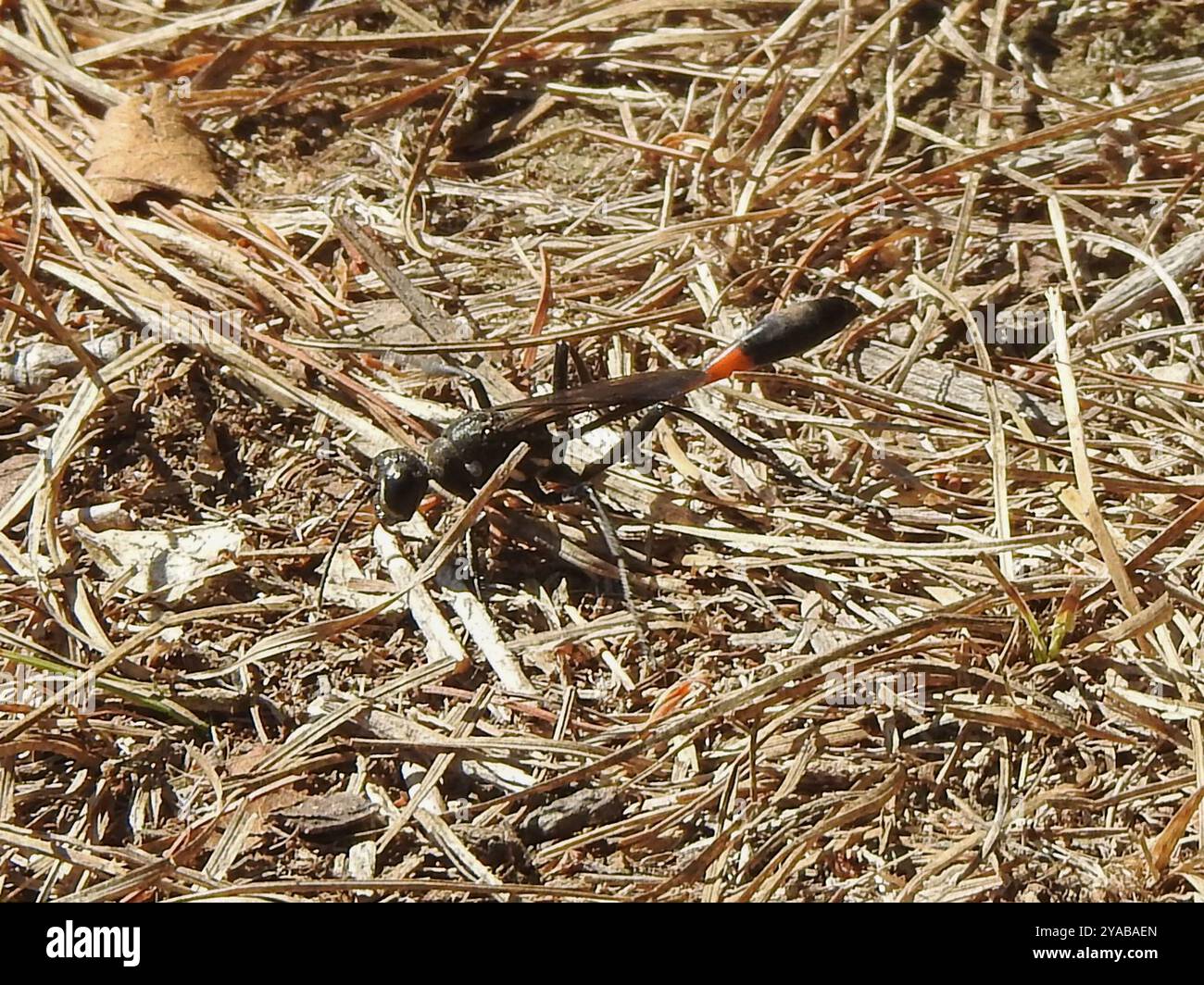 Insect Threading Common Thread-waisted Wasp (Ammophila procera) Insecta Stock Photo - Alamy