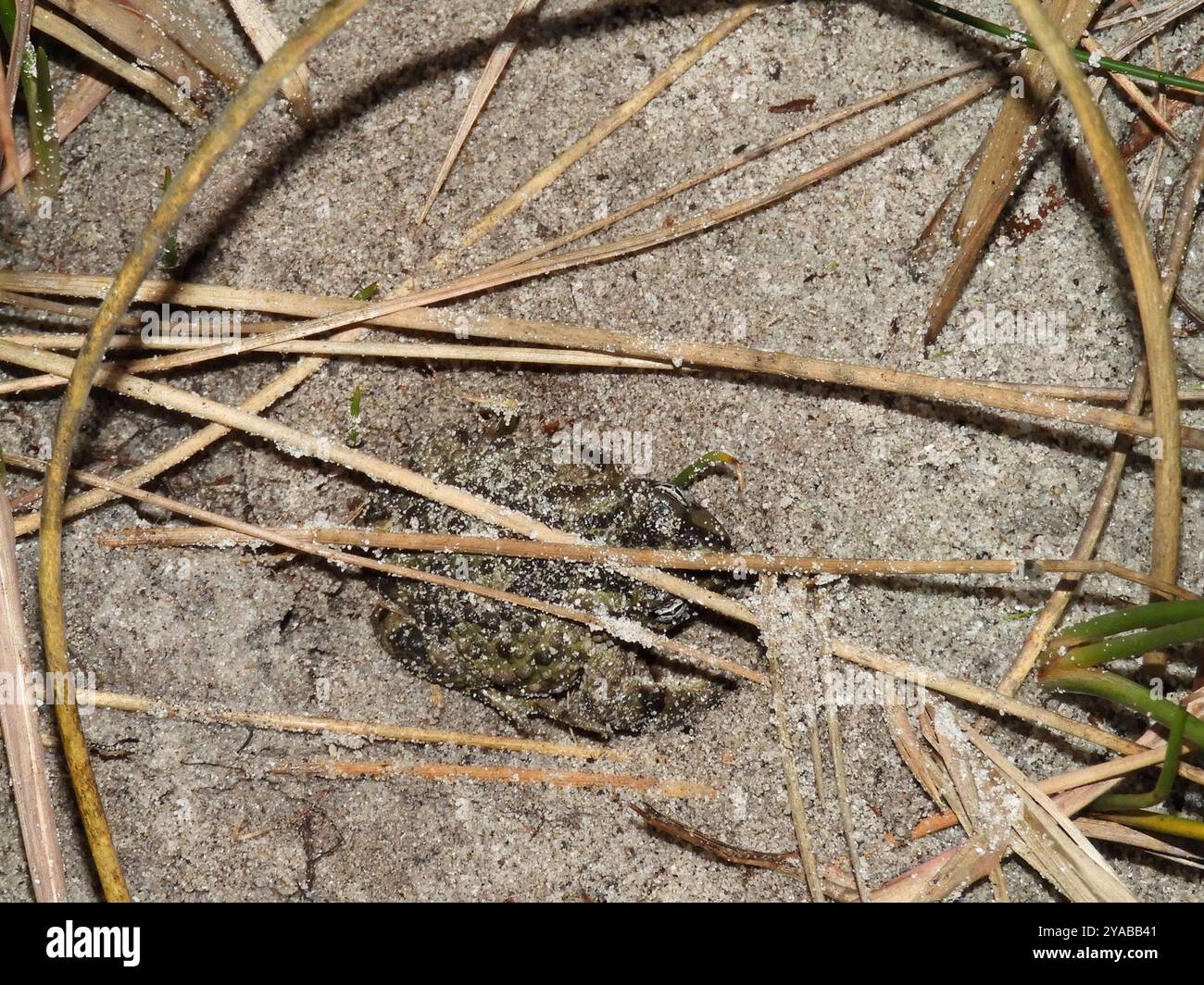 Sand Toad (Vandijkophrynus angusticeps) Amphibia Stock Photo - Alamy