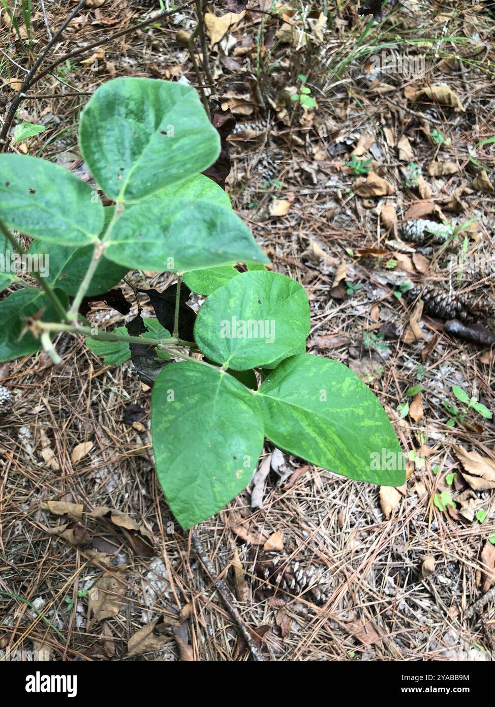 Velvetleaf Ticktrefoil (Desmodium viridiflorum) Plantae Stock Photo - Alamy