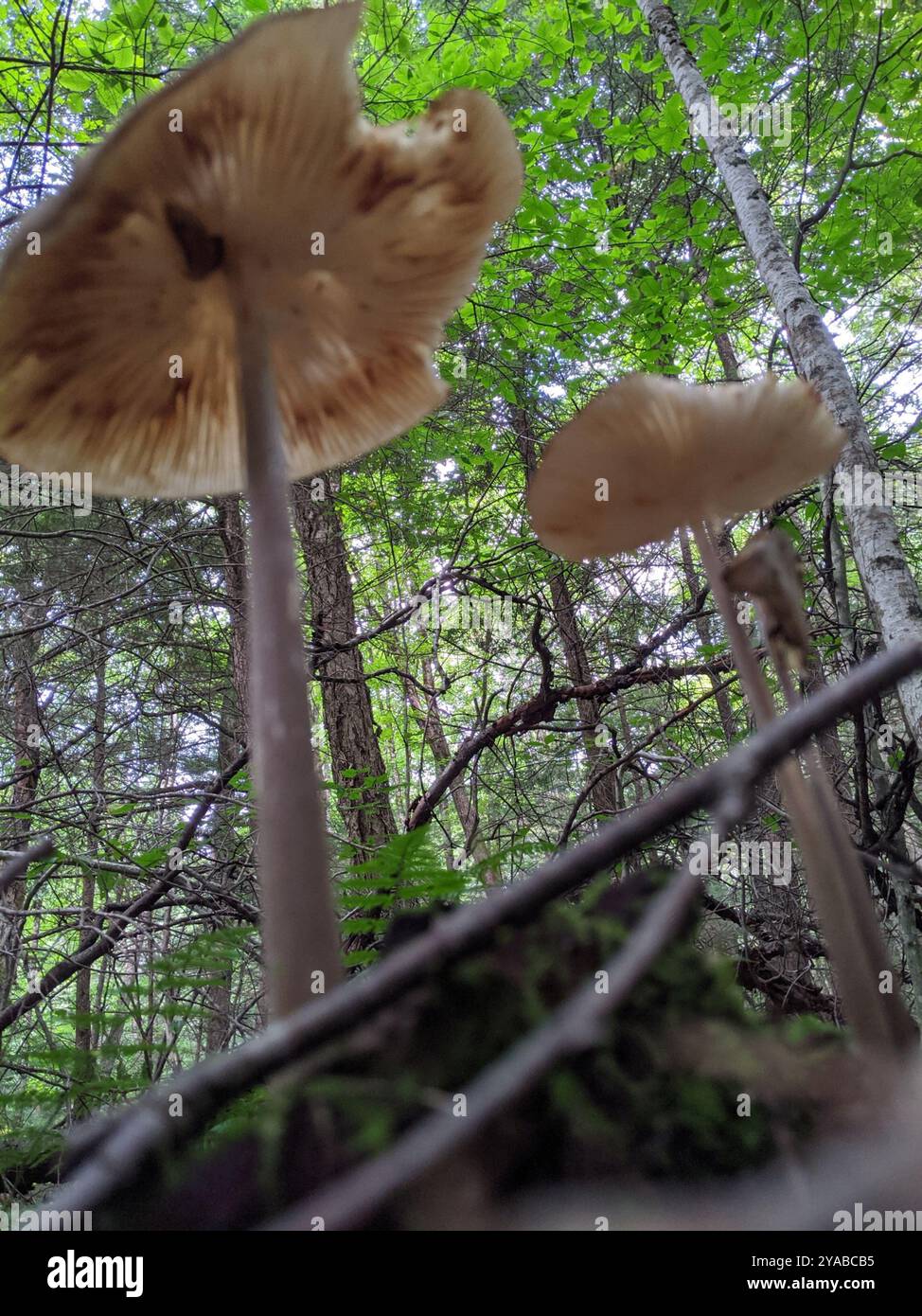 Beech Rooter Beech Rooter (Oudemansiella furfuracea) Fungi Stock Photo - Alamy