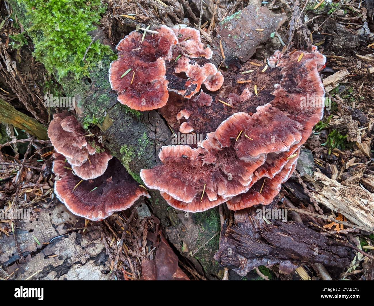 Rosy Conk (Fomitopsis cajanderi) Fungi Stock Photo - Alamy